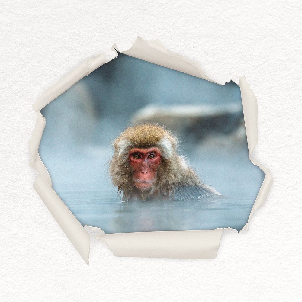 Hot spring monkey center torn paper shape badge, animal photo