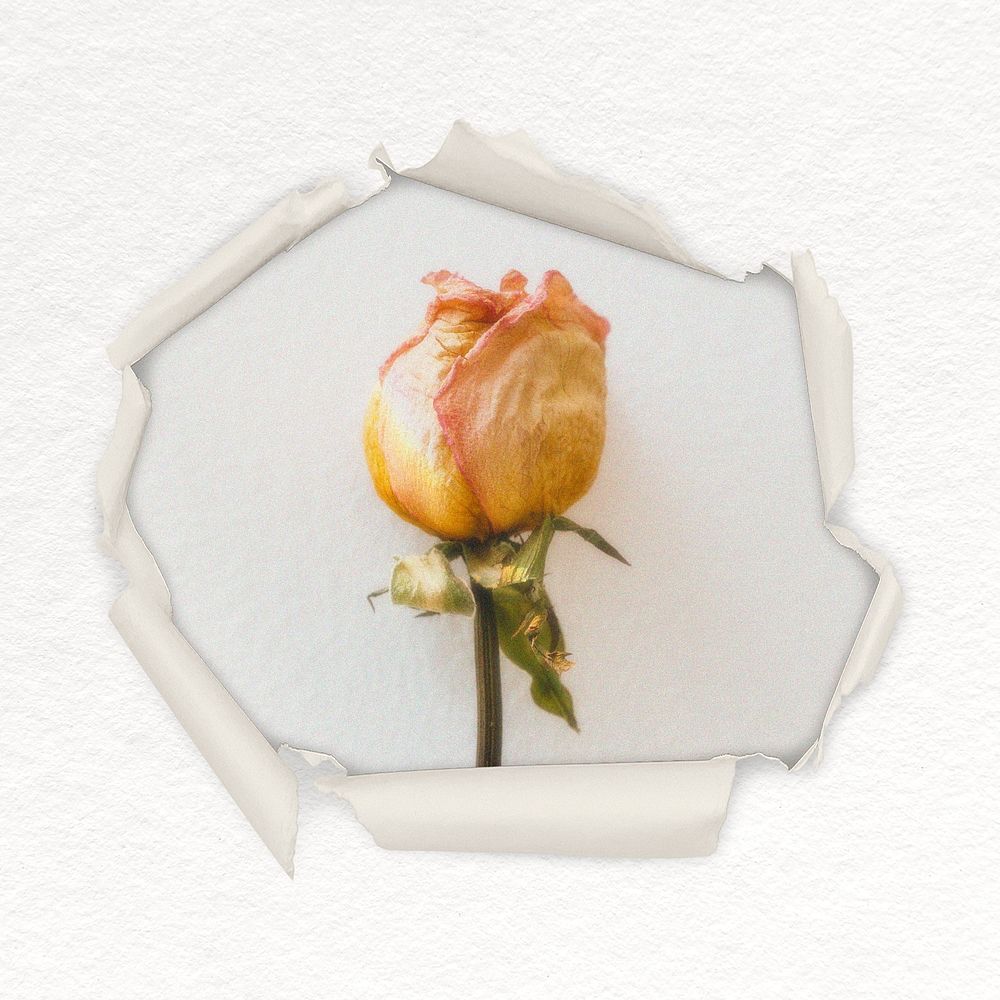 Yellow rose center torn paper shape badge, flower photo