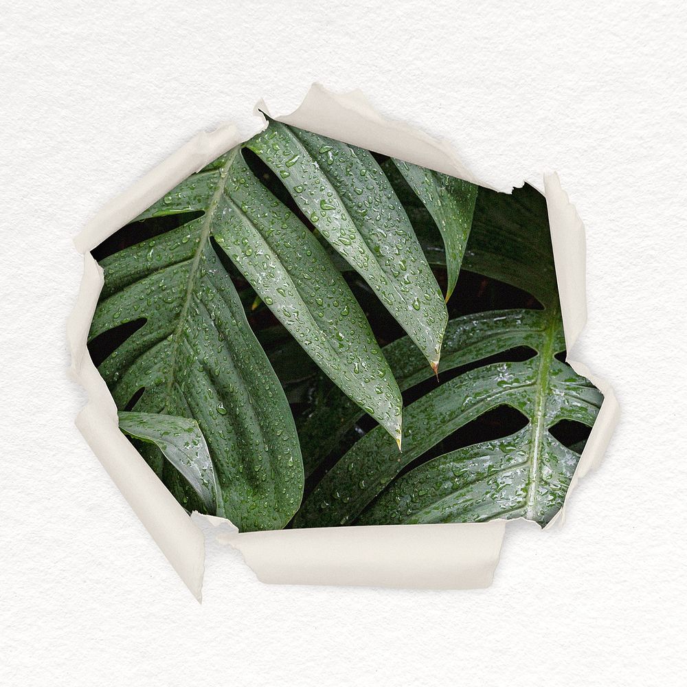 Wet leaf center torn paper shape badge, botanical photo