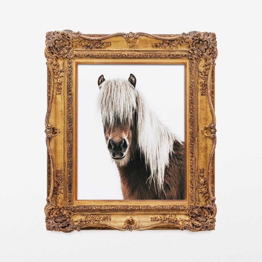 Icelandic horse artwork, animal in decorative gold frame