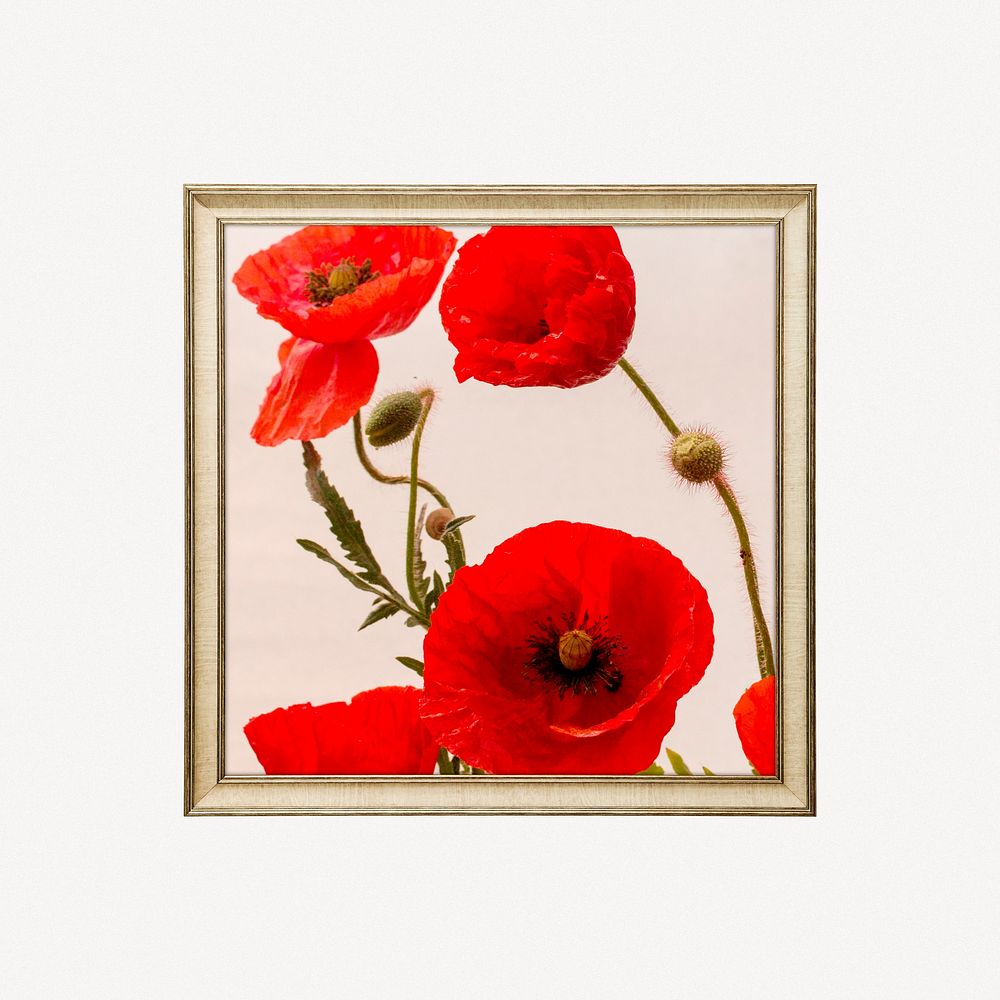 Poppy flower framed image