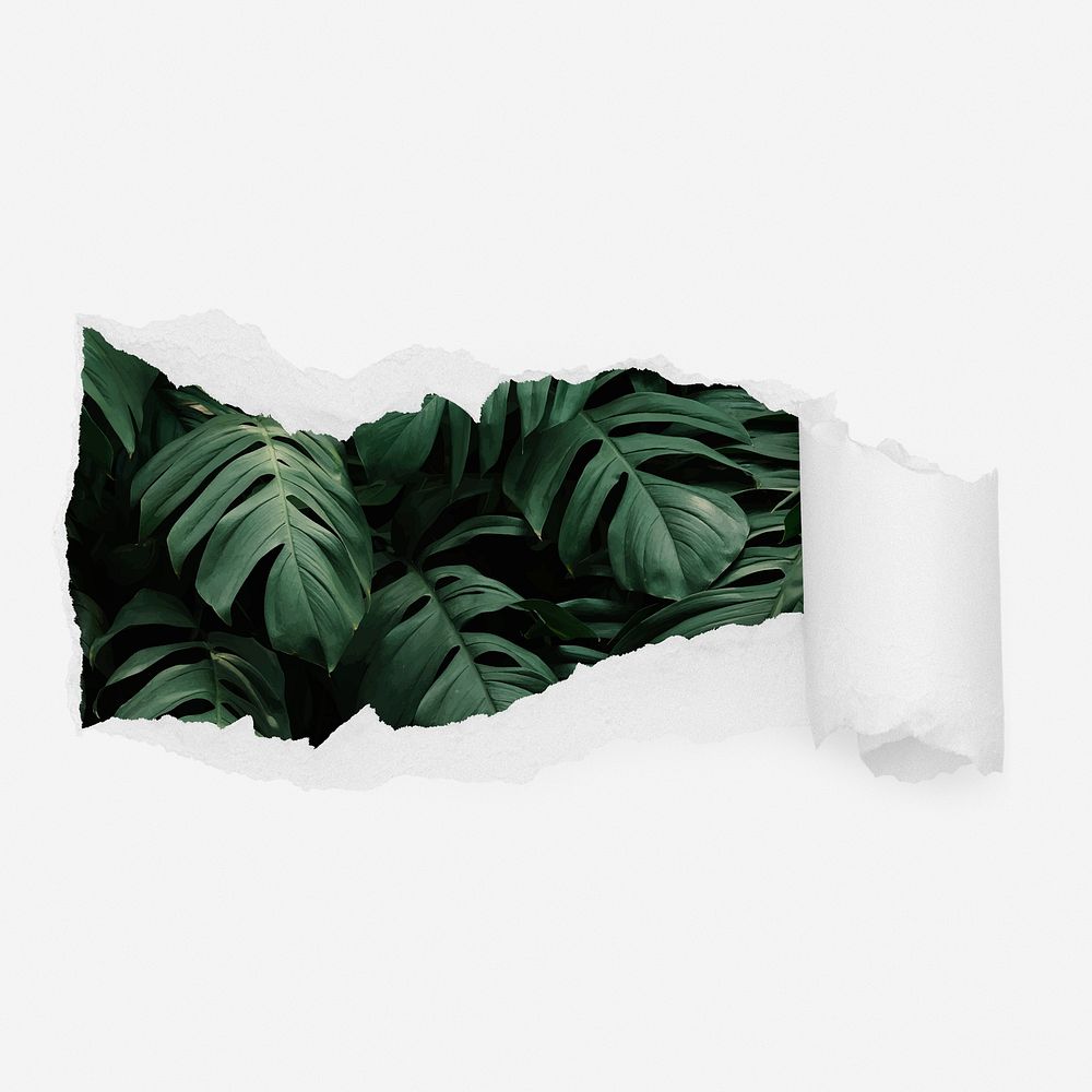 Monstera leaves ripped paper reveal, botanical photo