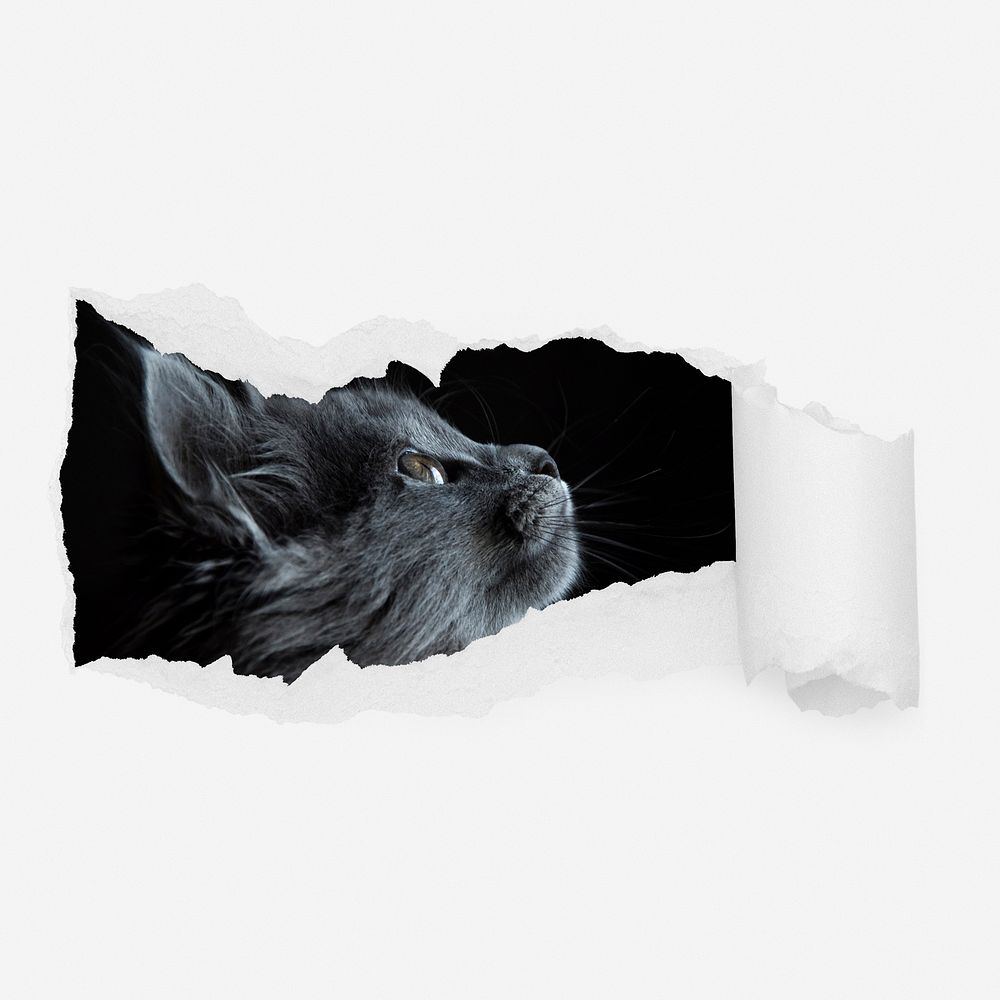 Black cat looking up ripped paper reveal, pet photo