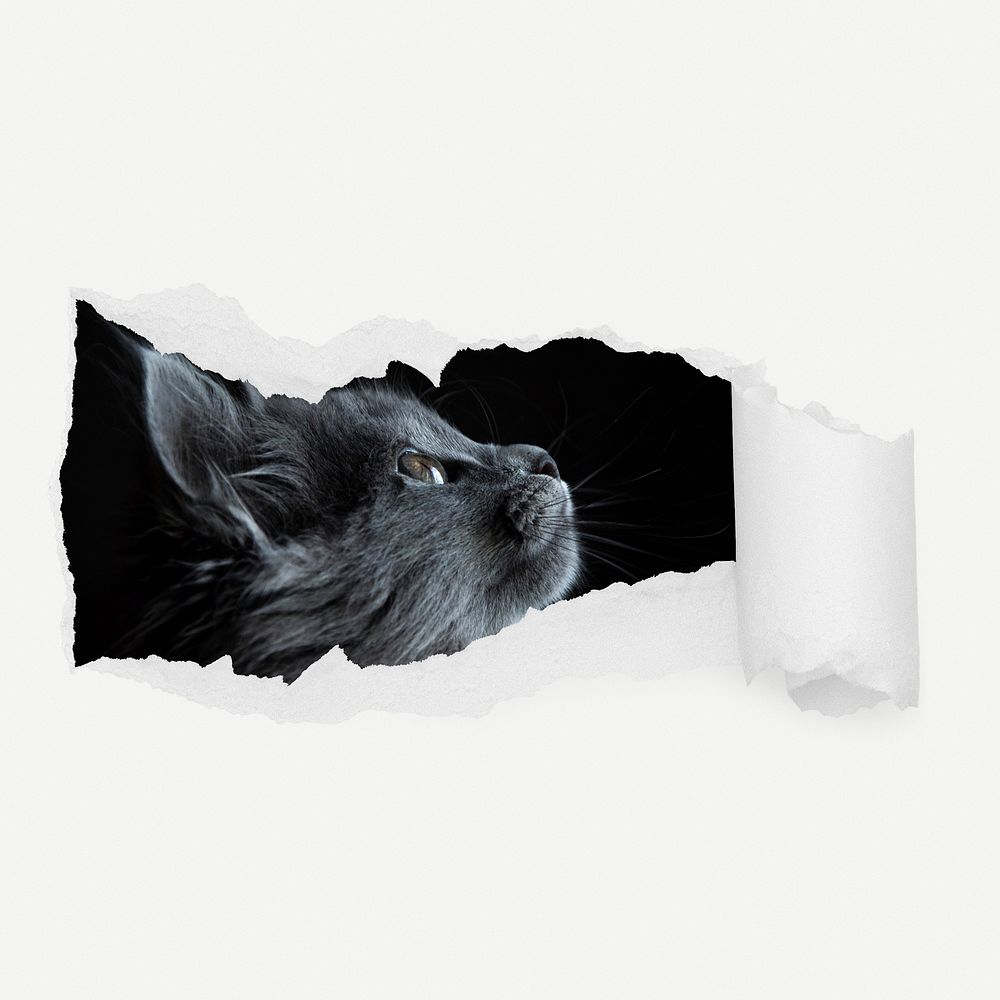 Black cat looking up torn paper reveal sticker, pet photo psd