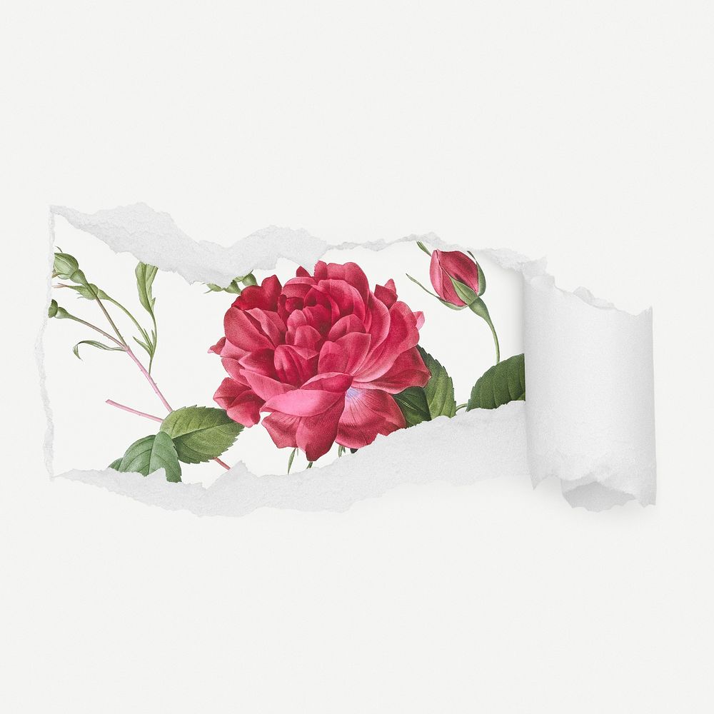 Pink rose torn paper reveal sticker, flower illustration psd