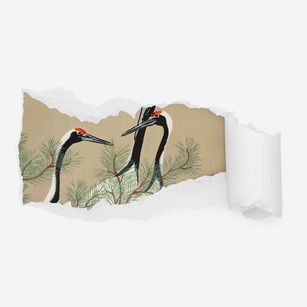 Japanese cranes ripped paper reveal, bird illustration