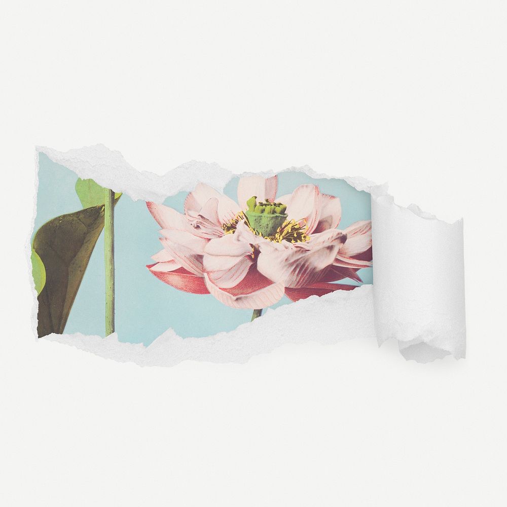 Aesthetic lotus flower torn paper reveal sticker, Spring illustration psd