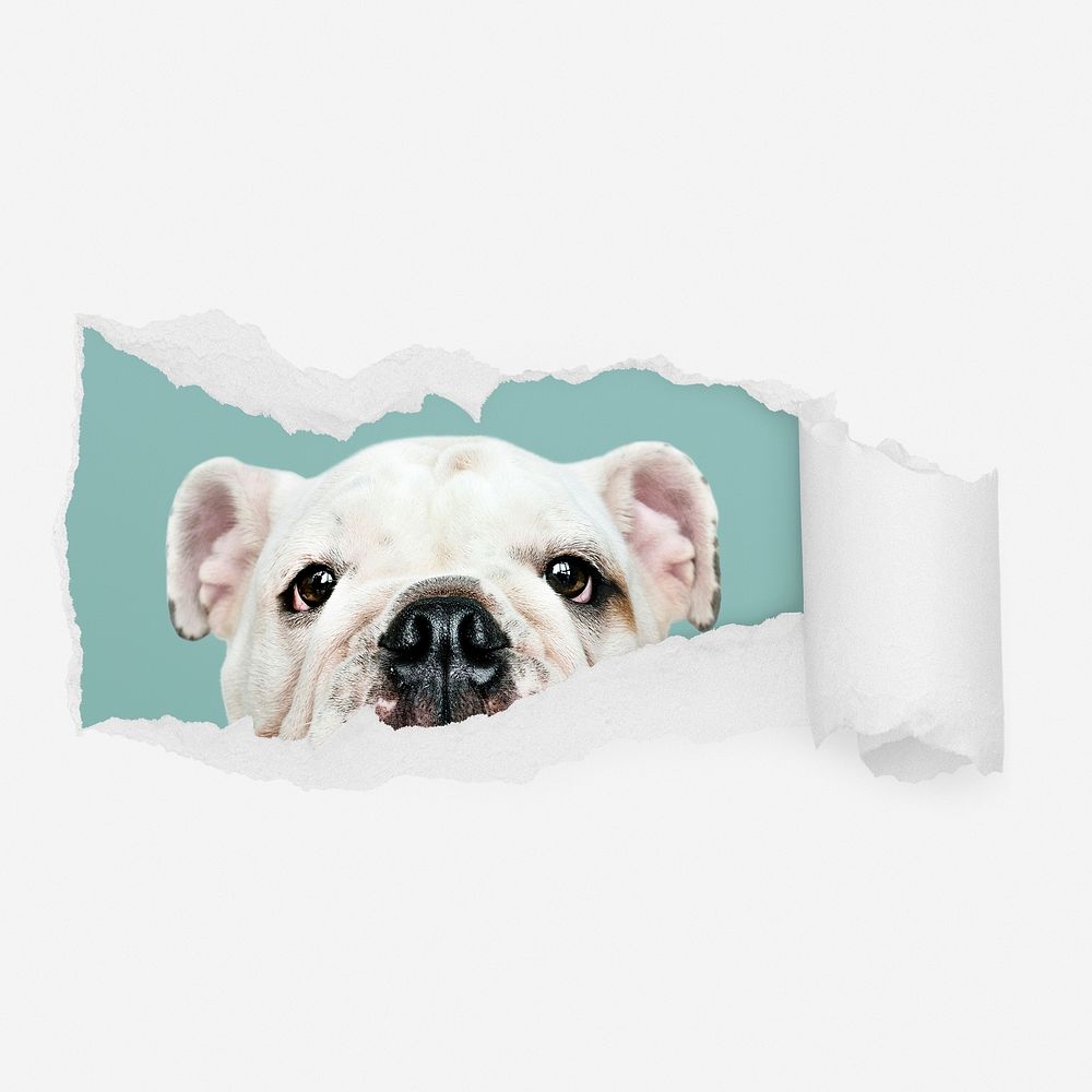 Cute Bulldog ripped paper reveal, pet photo