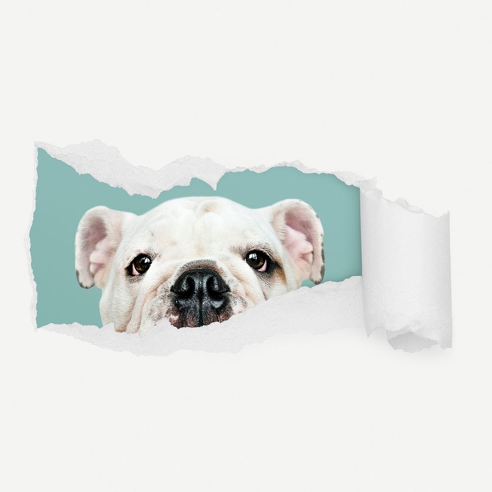 Cute Bulldog torn paper reveal sticker, pet photo psd