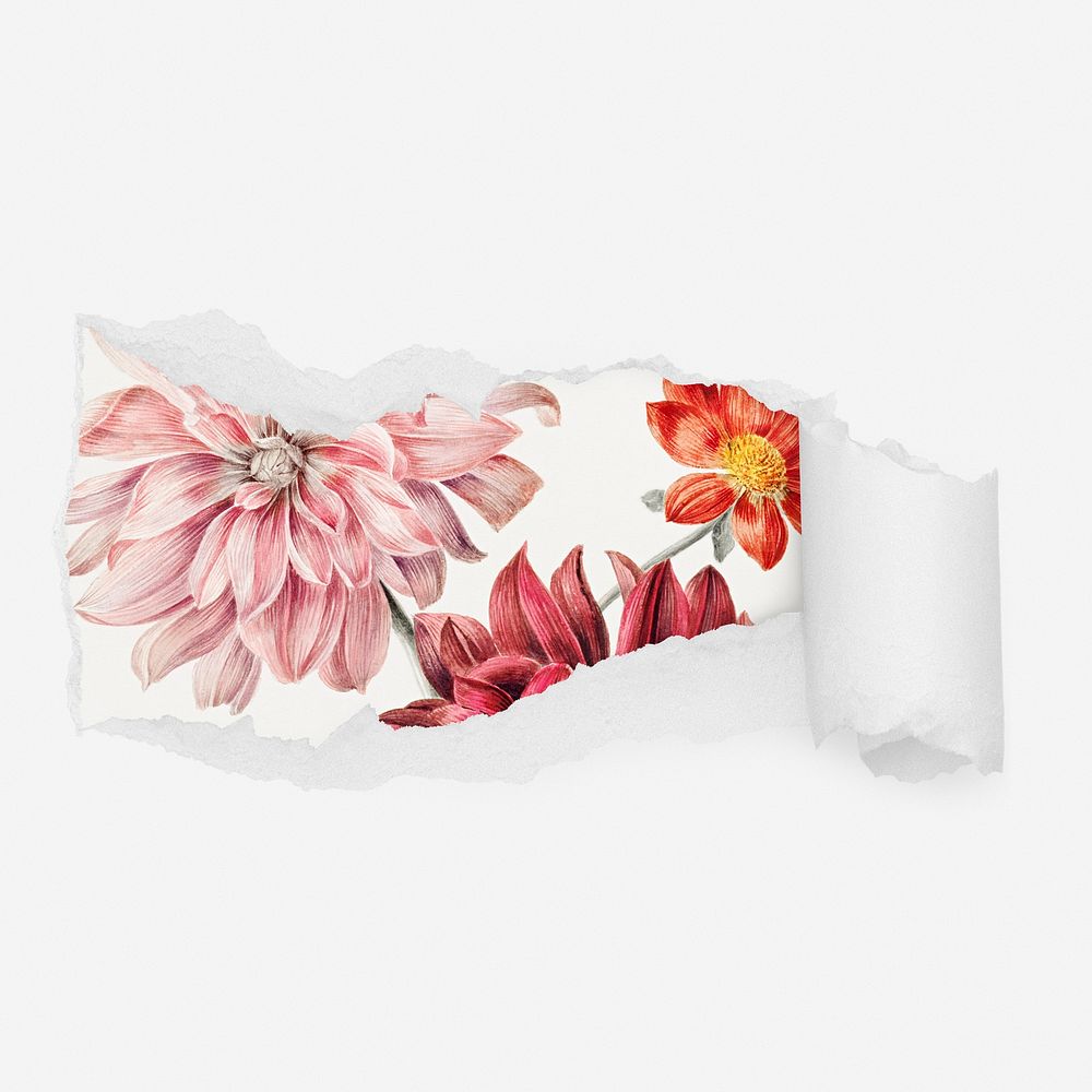 Pink dahlia flowers ripped paper reveal, botanical illustration