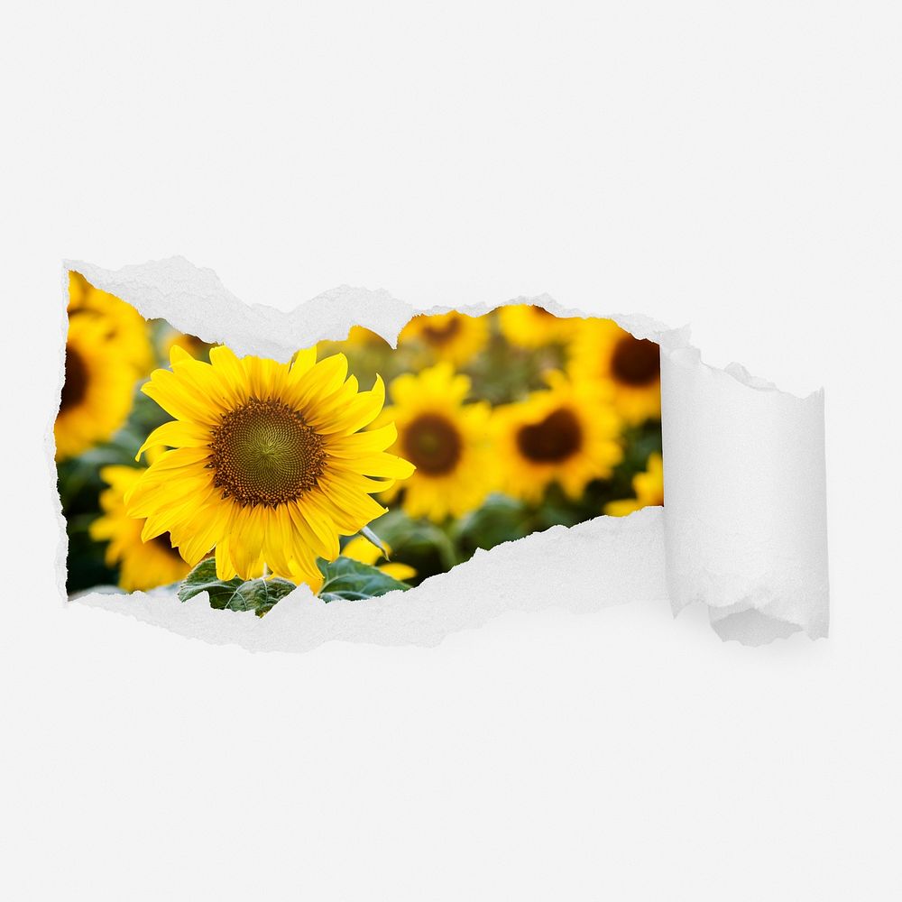 Sunflower field ripped paper reveal, Spring photo