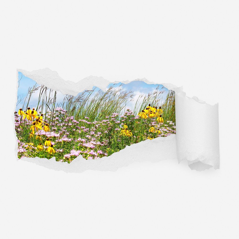 Spring flower field ripped paper reveal, nature aesthetic photo