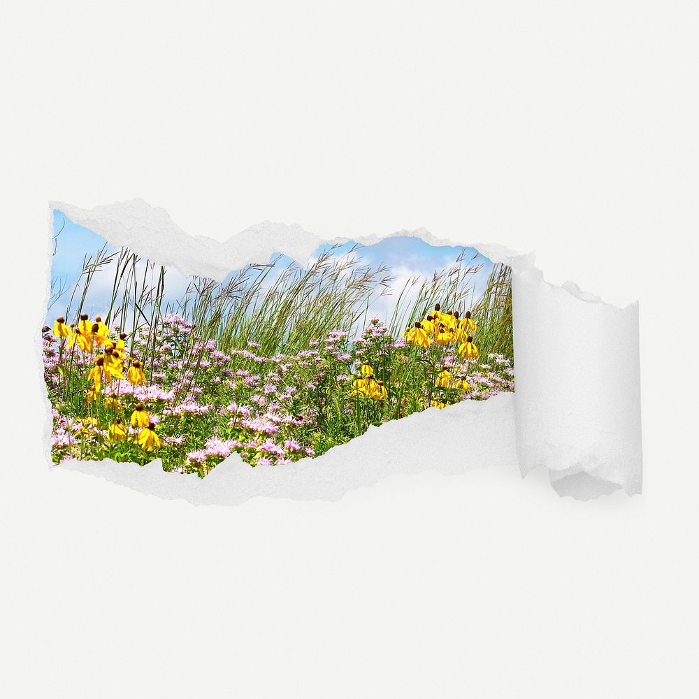 Spring flower field torn paper reveal sticker, nature aesthetic photo psd