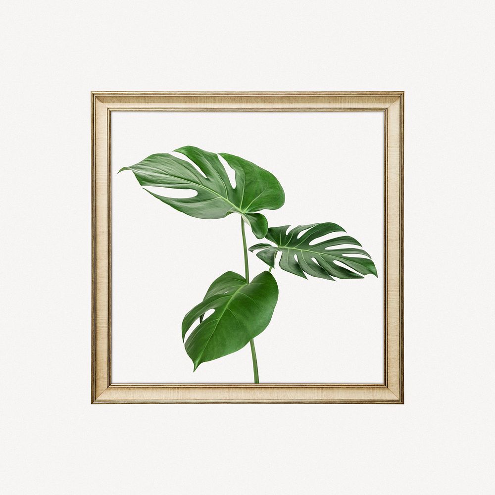 Monstera leaf framed image