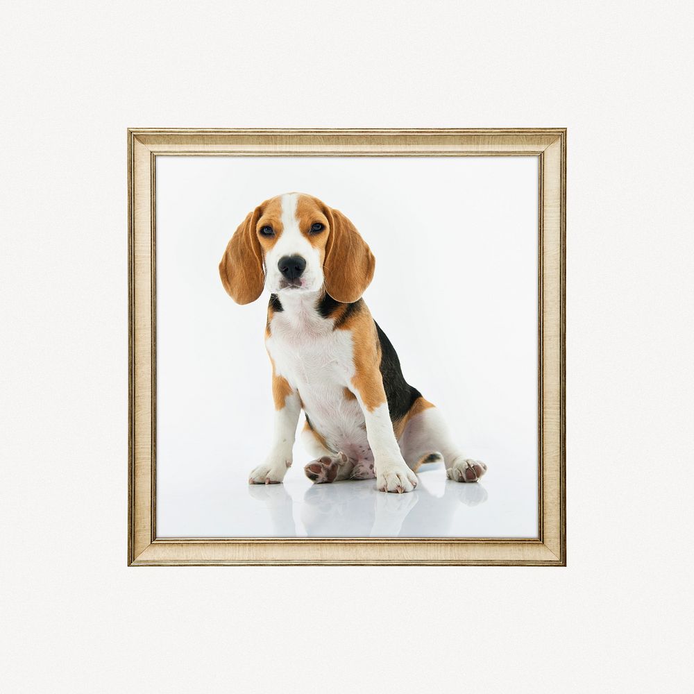 Beagle dog framed photo
