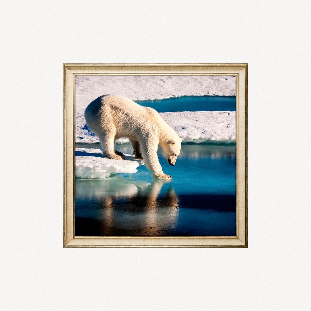 Polar bear framed photo
