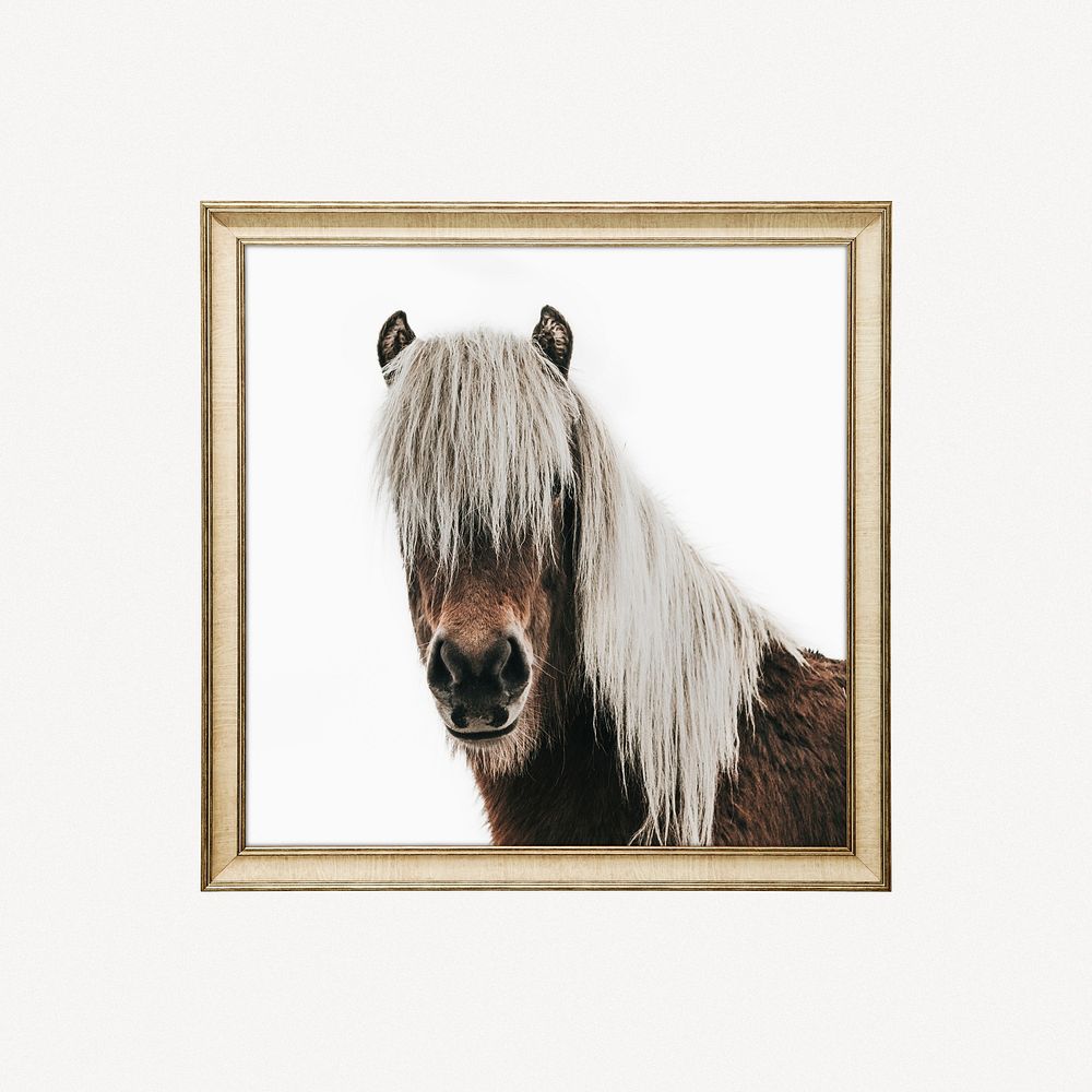 Icelandic horse framed photo