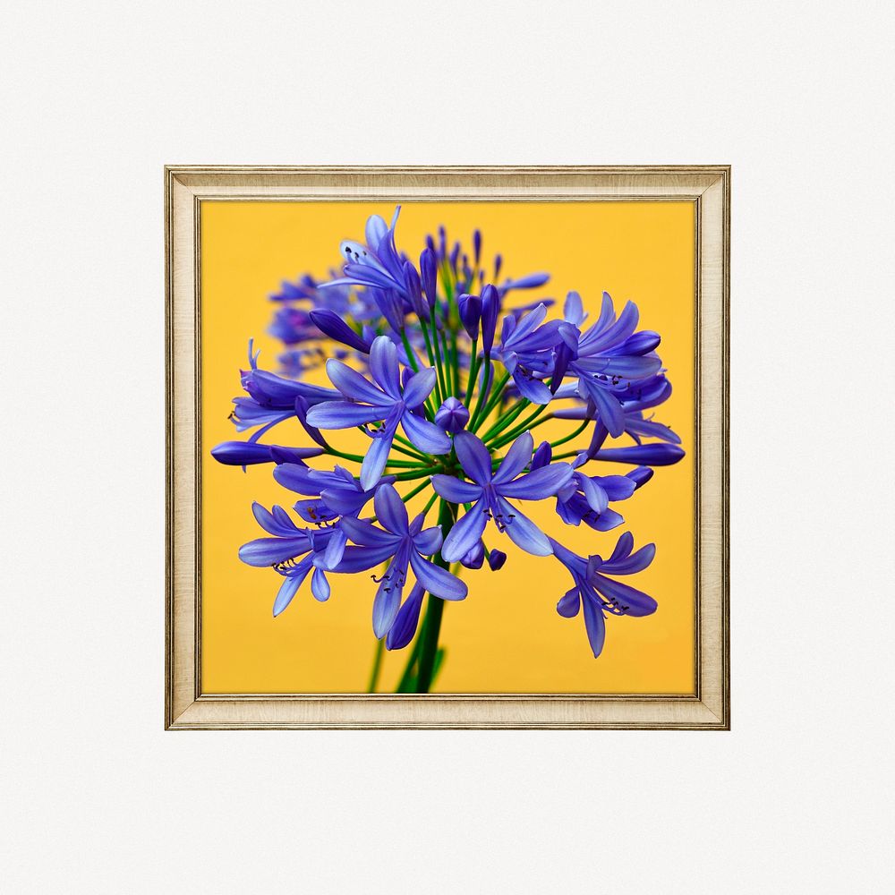 African lily framed image