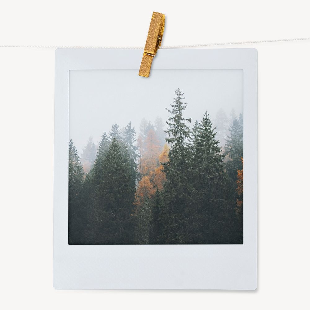 Pine forest instant photo, nature aesthetic image