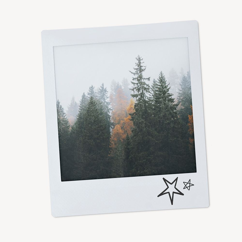 Pine forest instant photo, nature aesthetic image