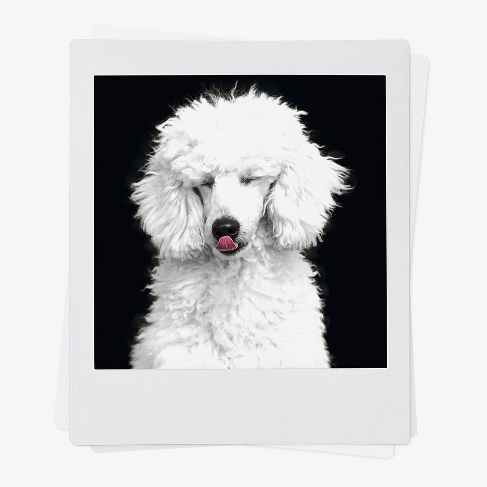 Poodle dog, pet portrait, instant photo image 