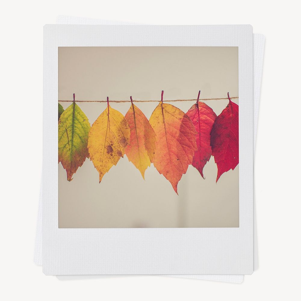 Autumn leaves, Fall aesthetic instant photo 