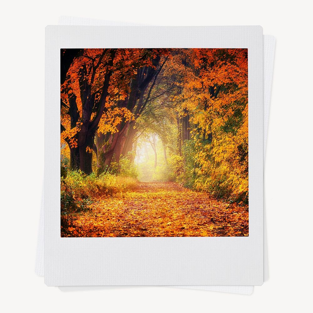 Autumn forest instant photo, nature aesthetic image
