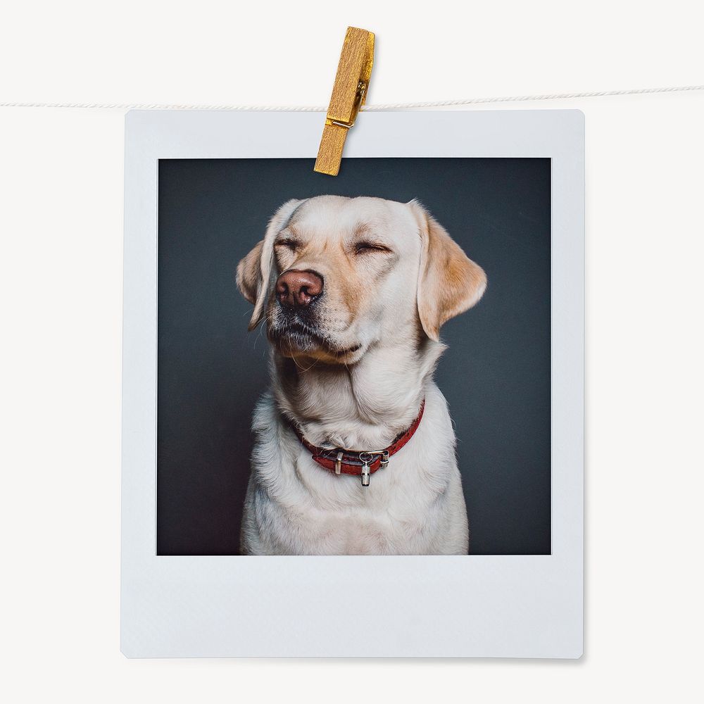 Labrador Retriever dog, pet portrait, instant photo image