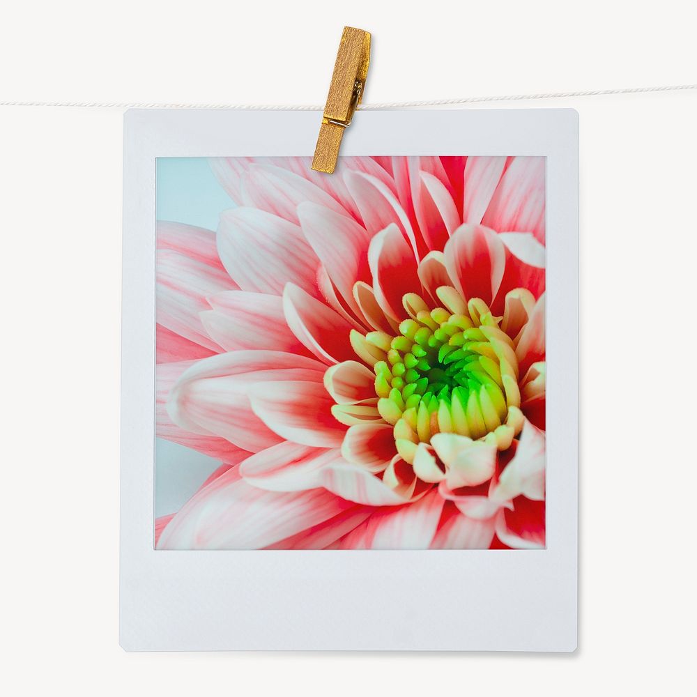 Pink chrysanthemum flower, instant photo aesthetic