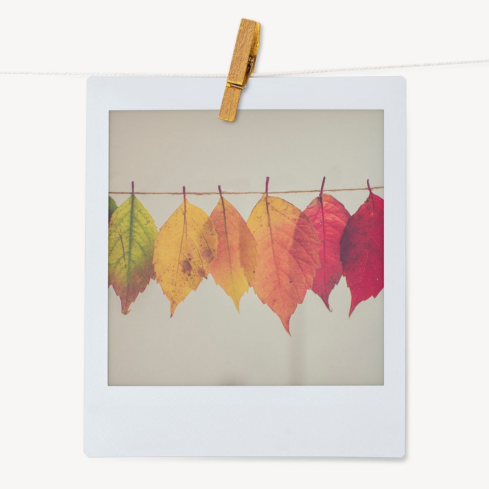 Autumn leaves, Fall aesthetic instant photo with wooden clip