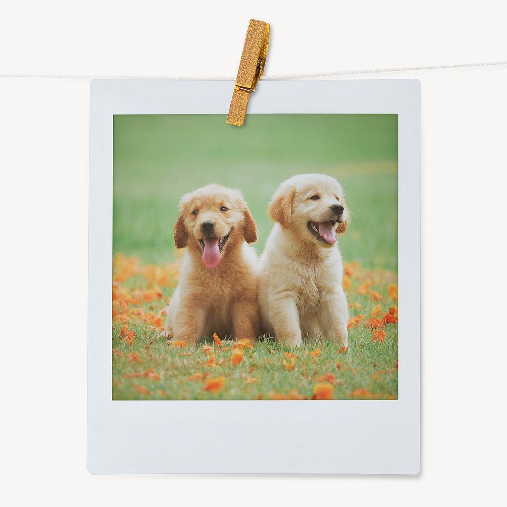 Golden Retriever puppy, pet portrait, instant photo image 