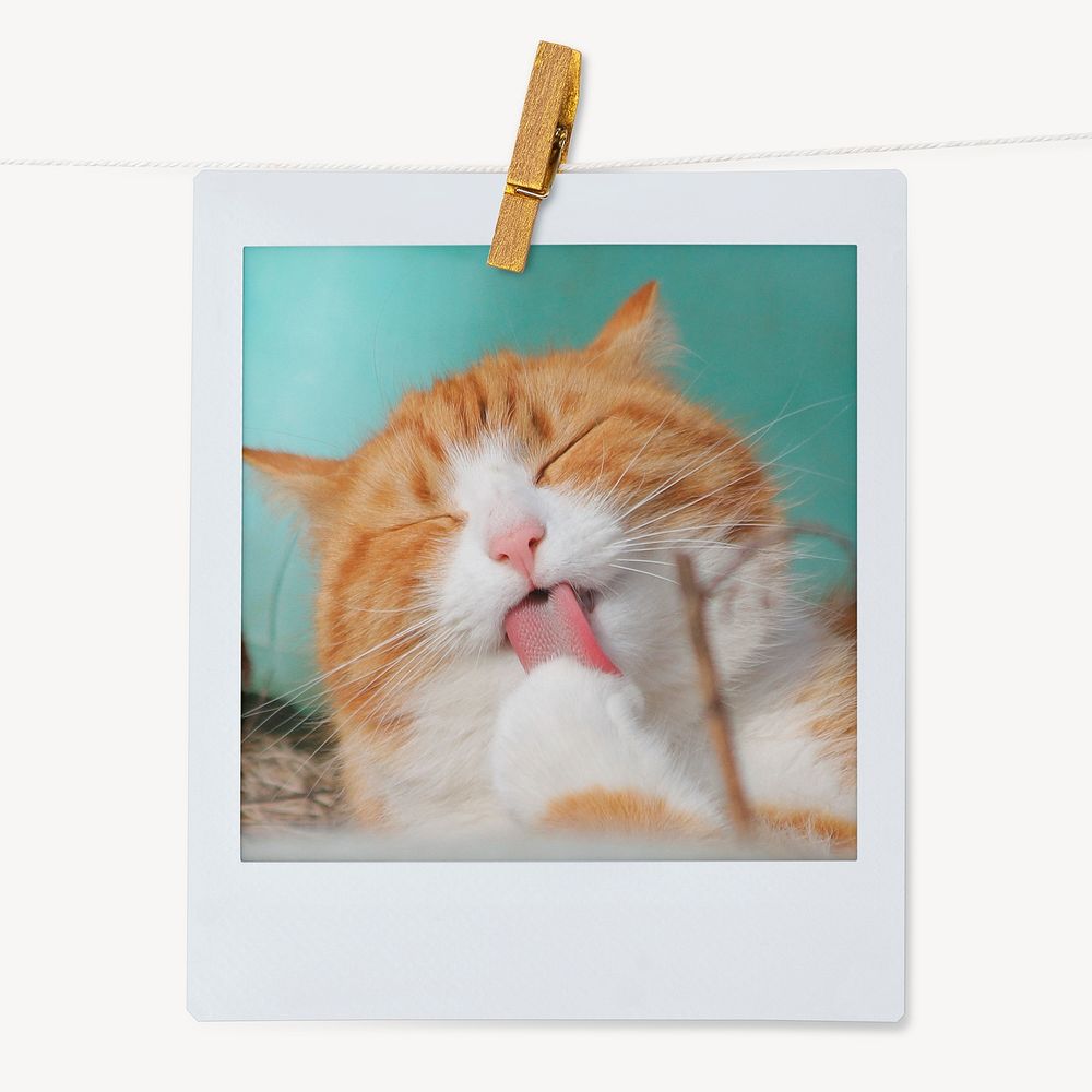 Grooming cat, cute pet instant photo 