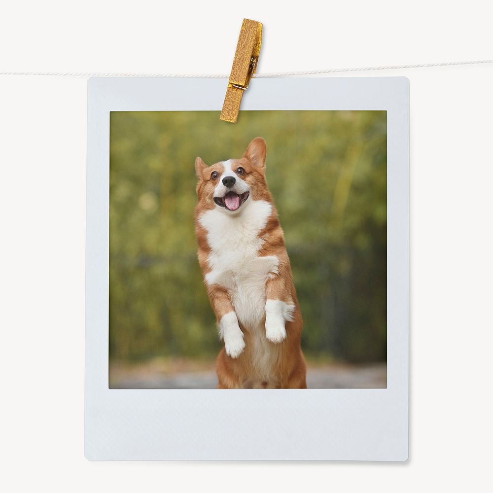 Cheerful Corgi dog, pet portrait, instant photo image 
