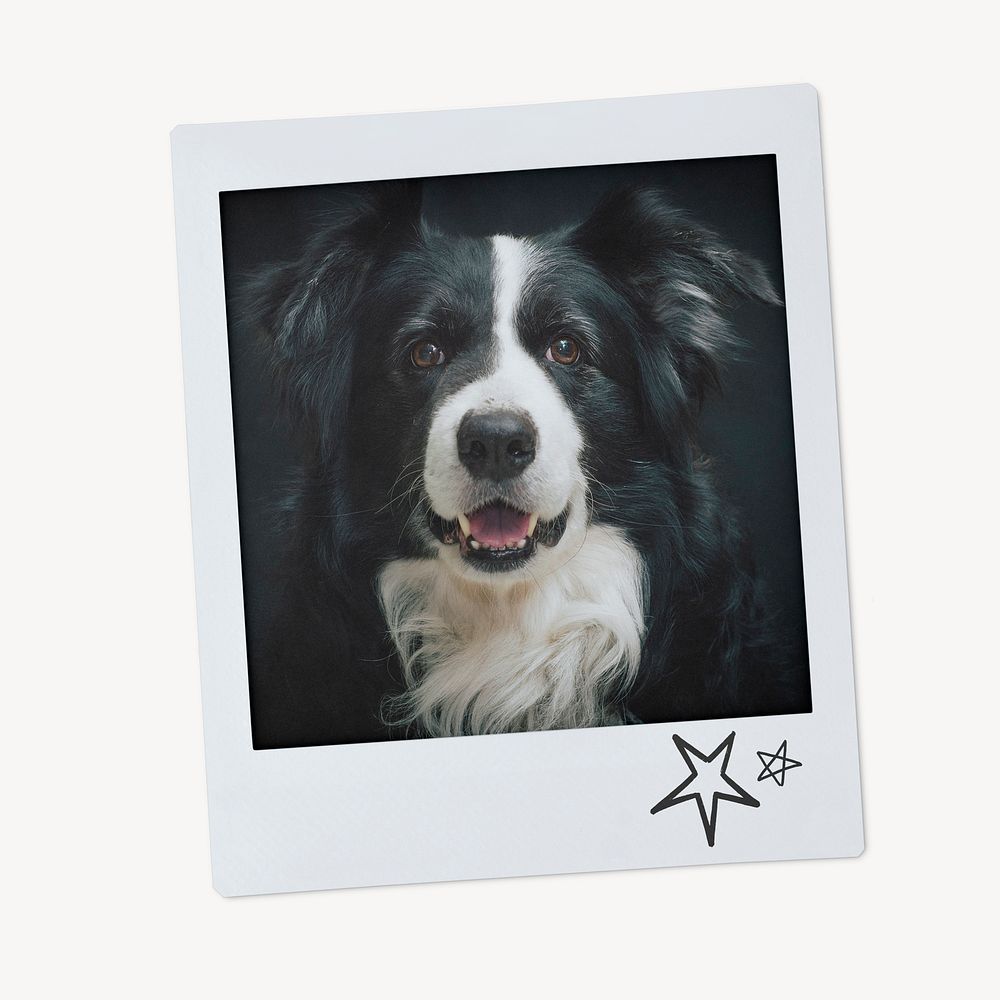 Shepherd dog, pet portrait, instant photo image