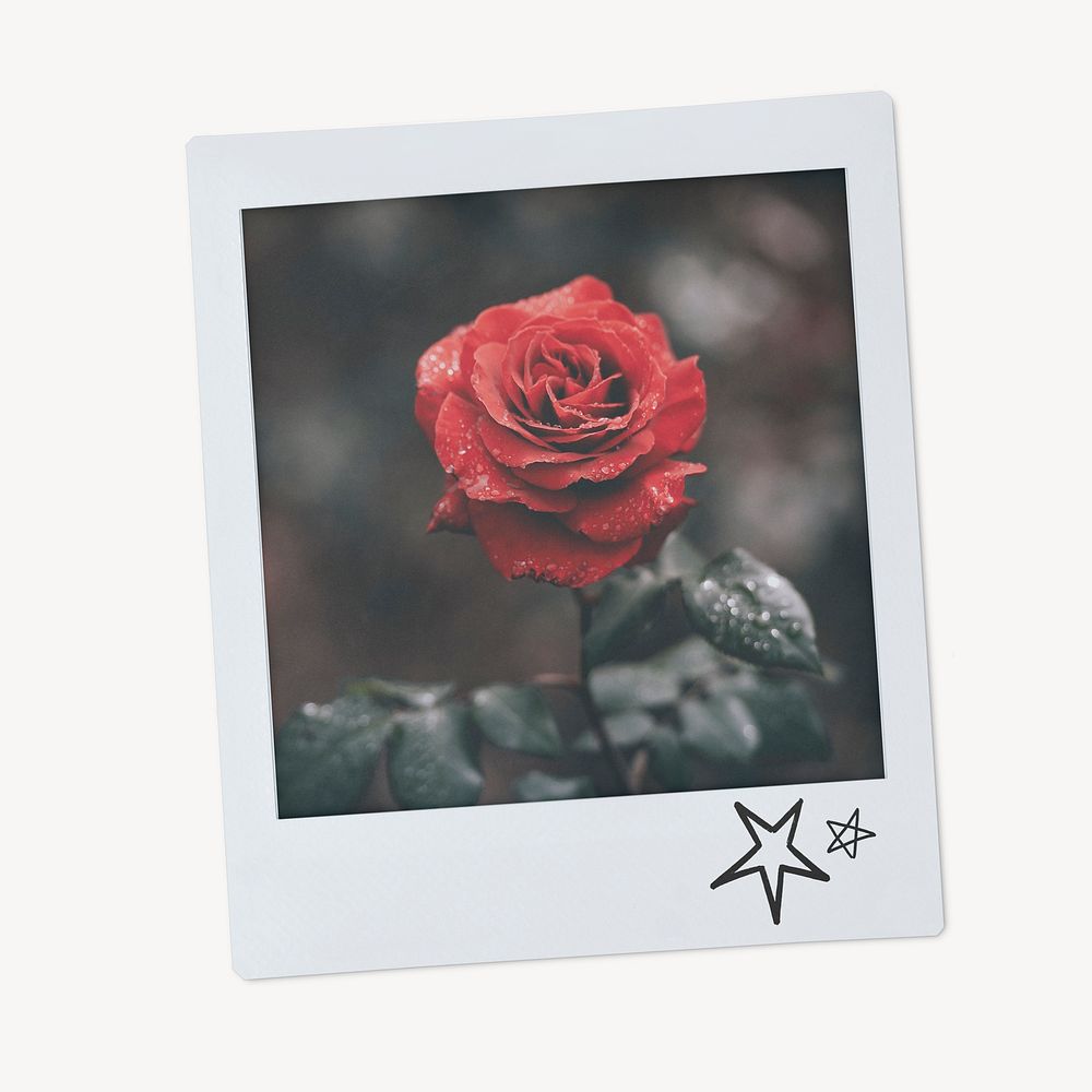 Red rose flower instant photo, Valentine's aesthetic image