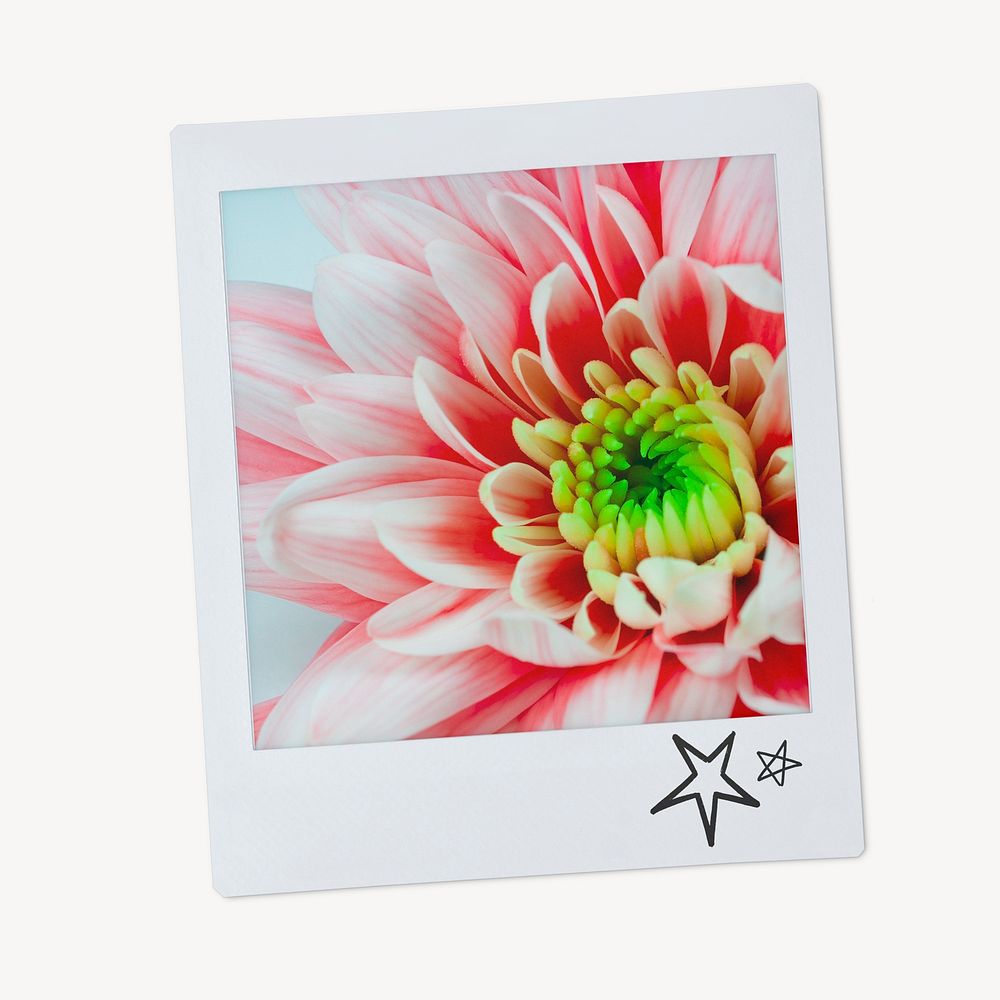 Pink chrysanthemum flower, instant photo aesthetic