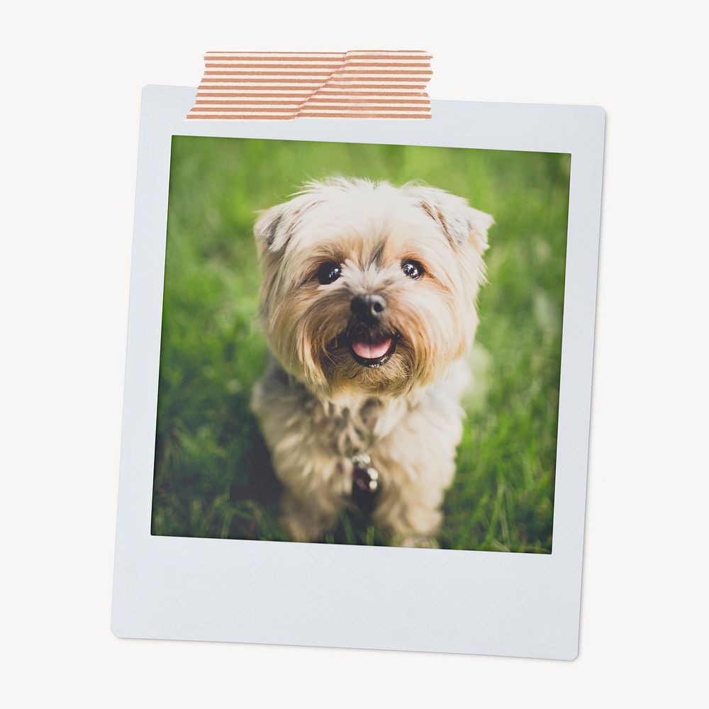 Instant photo frame mockup, Yorkshire Terrier puppy image psd