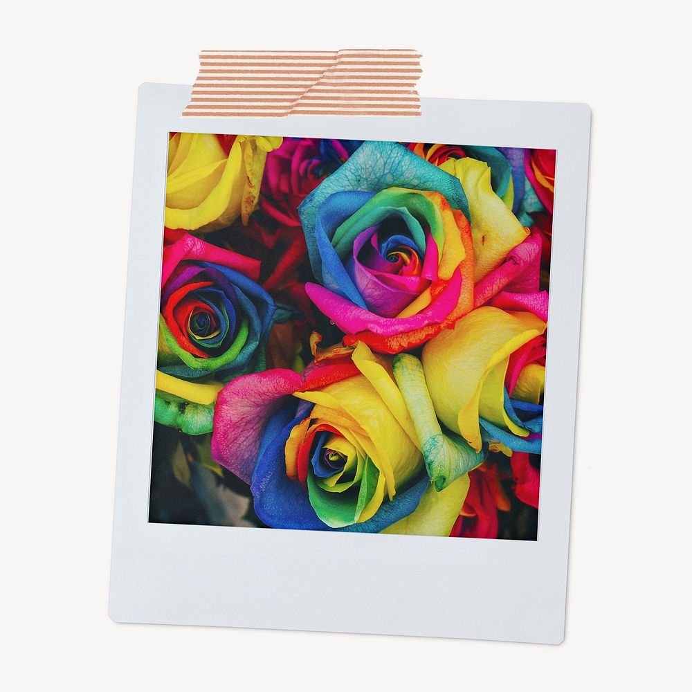 Colorful rose flowers instant photo, gay pride celebration image