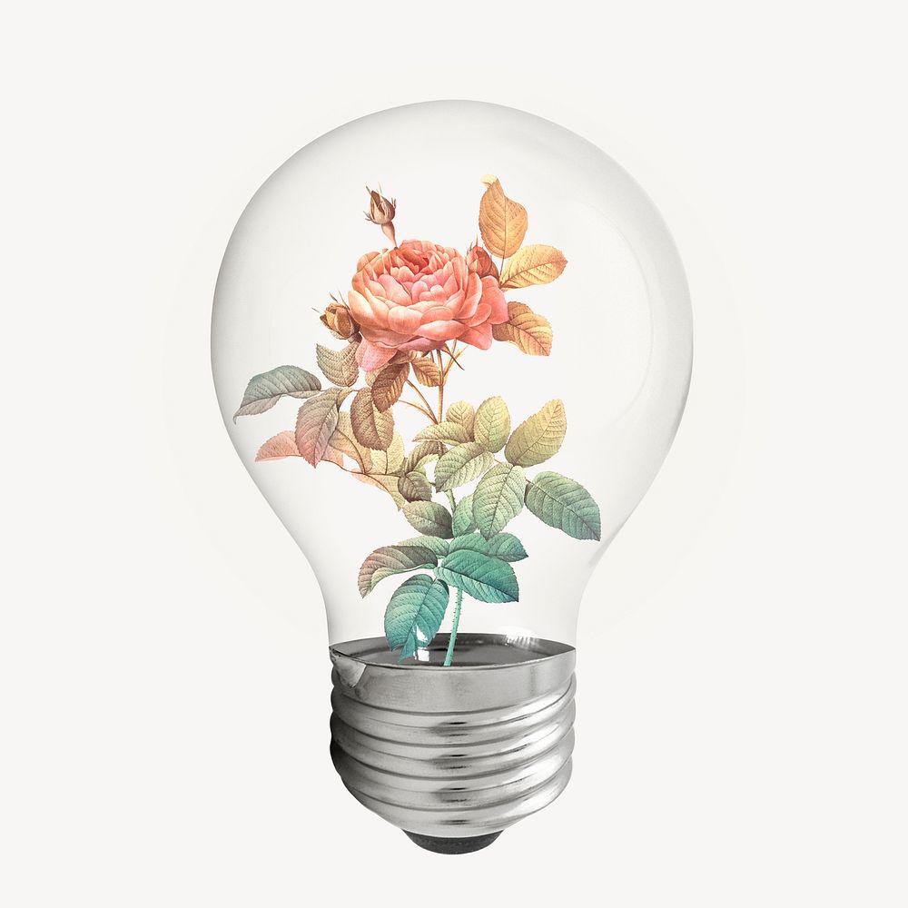 Aesthetic rose bulb, flower illustration psd