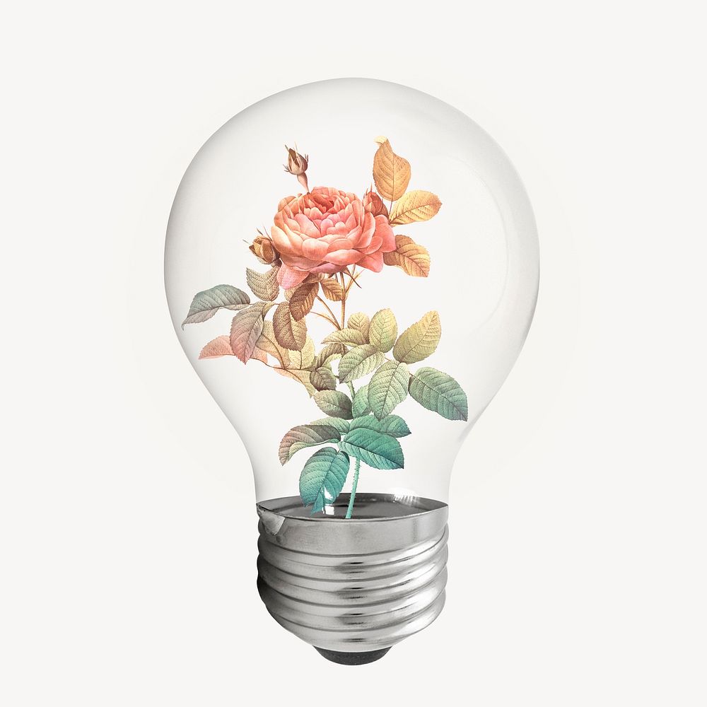 Aesthetic rose bulb, flower illustration