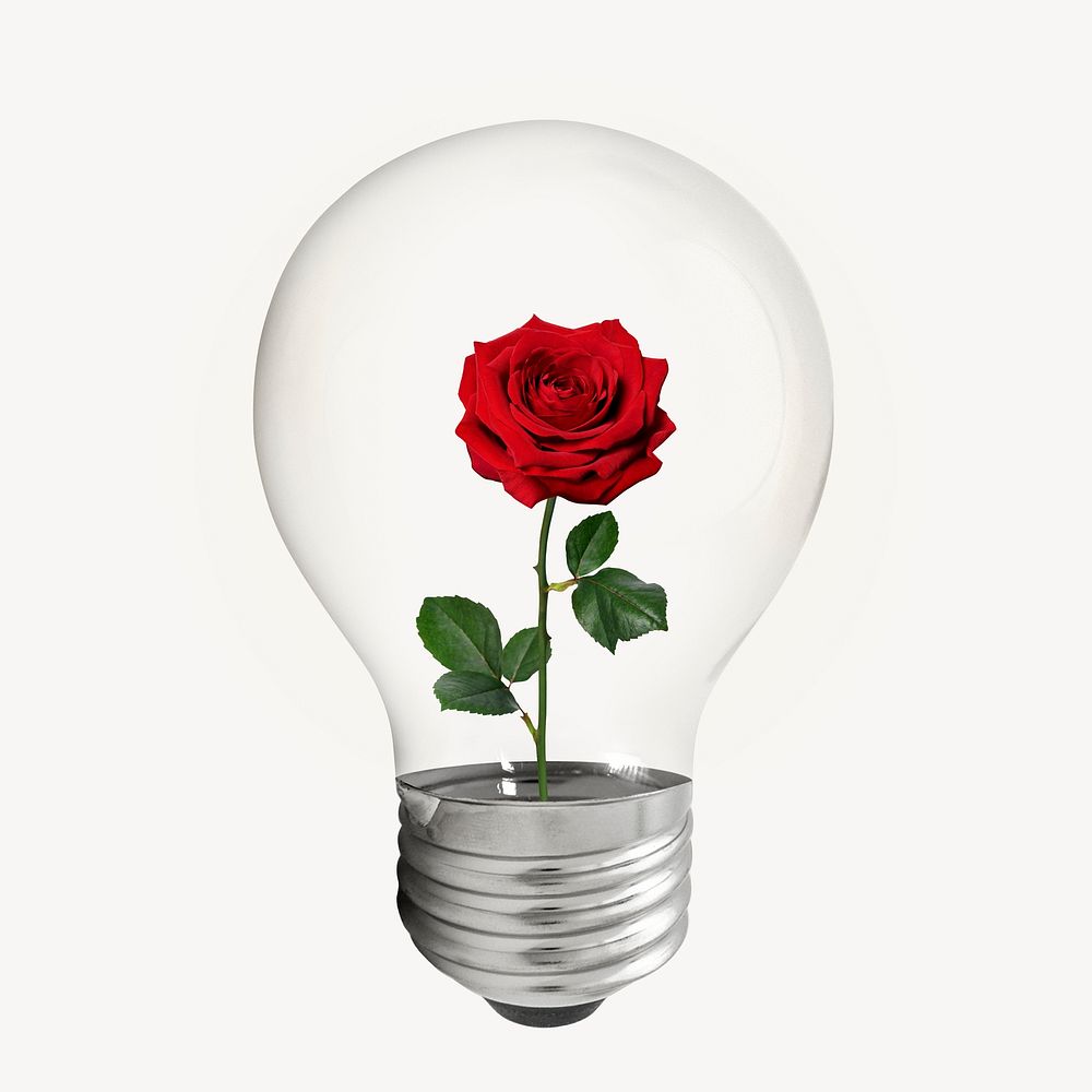 Aesthetic rose bulb, flower, Valentine's celebration psd
