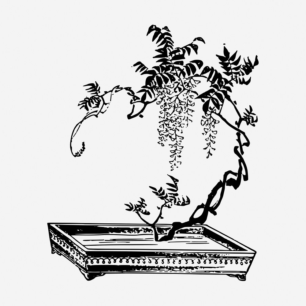 Bonsai tree drawing, vintage botanical illustration. Free public domain CC0 image.
