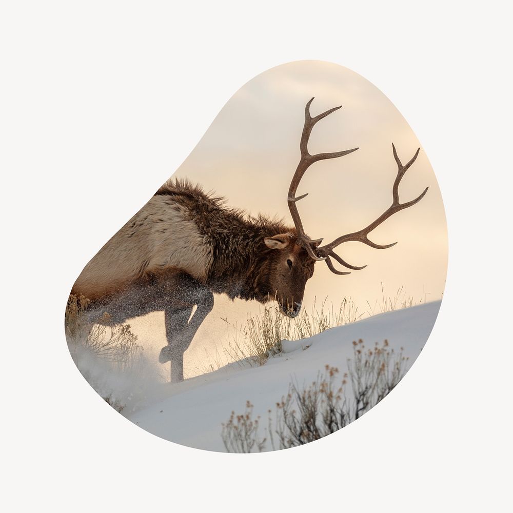 Elk in snow badge, wildlife photo in blob shape