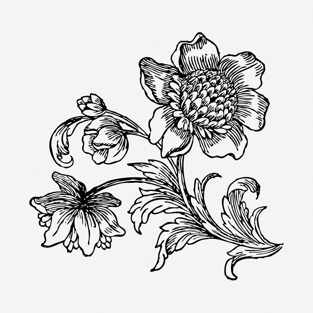 Ornamental flower drawing, vintage botanical illustration. Free public domain CC0 image.