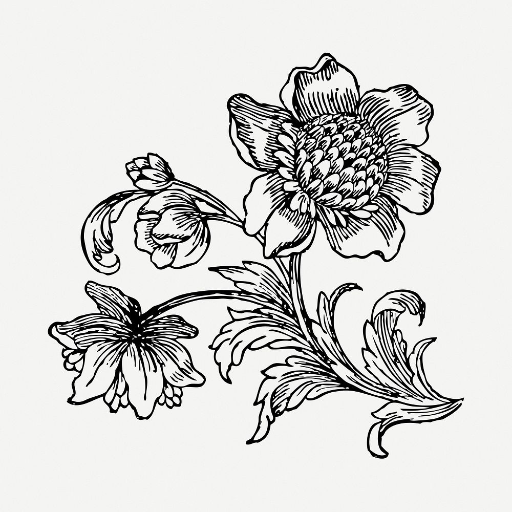Ornamental flower drawing, vintage botanical illustration psd. Free public domain CC0 image.