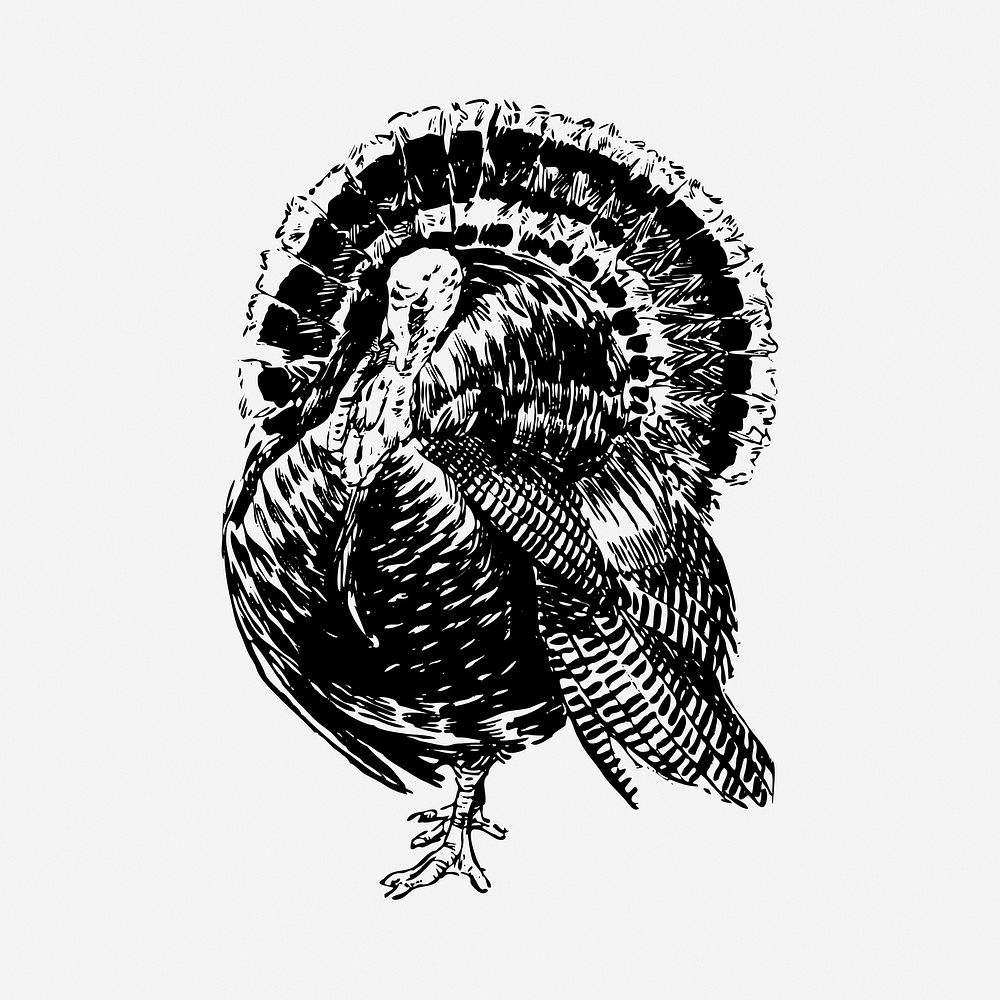 Turkey bird drawing, vintage animal illustration. Free public domain CC0 image.