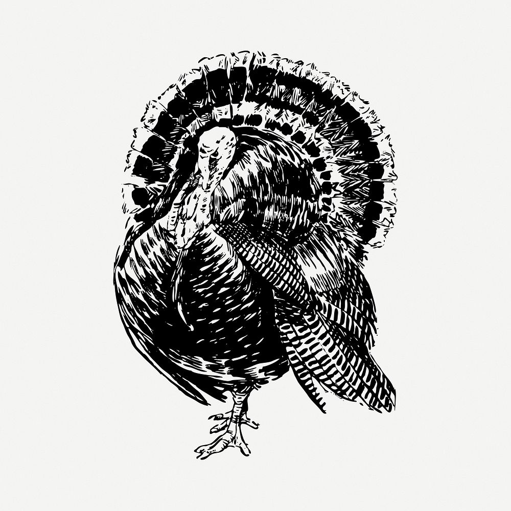 Turkey bird drawing, vintage animal illustration psd. Free public domain CC0 image.
