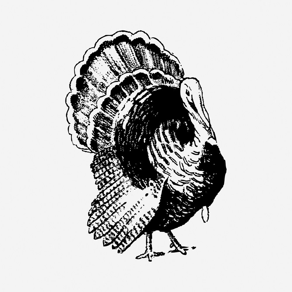 Turkey bird drawing, vintage animal illustration. Free public domain CC0 image.