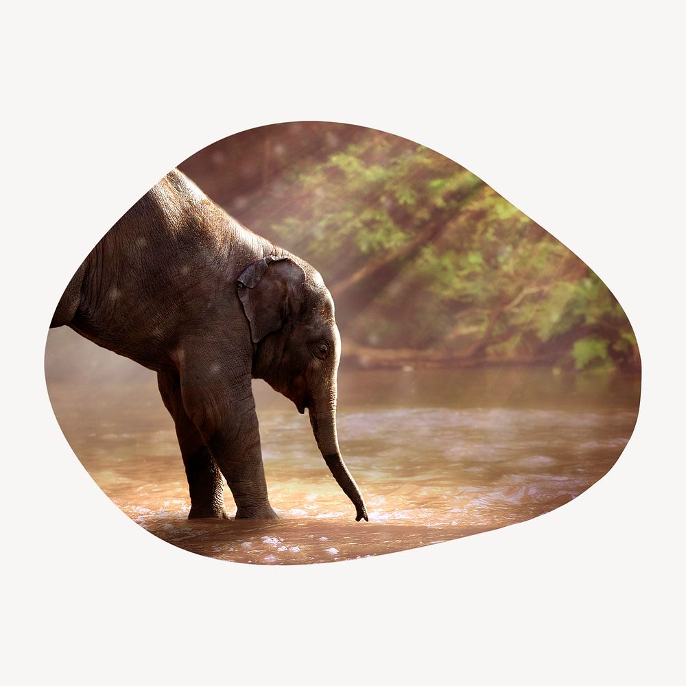 Playful elephant by the lake badge, wildlife photo in blob shape
