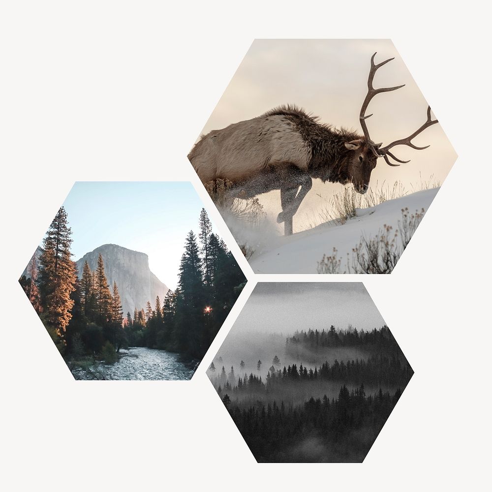 Winter nature aesthetic badge, wilderness photo in hexagon shape